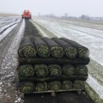 Red Hen's 1st 2018 Harvested Pallet of Kentucky Bluegrass Sod - WINTER IS HOLDING ON STRONG!