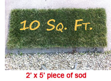 2' x 5' photo of sod