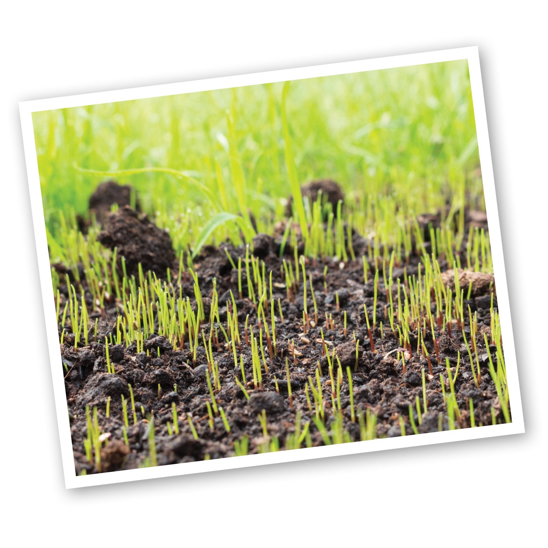 grass seed sprouting in dirt