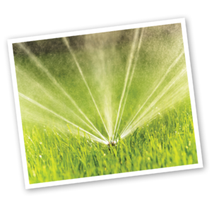 sprinkler watering sod